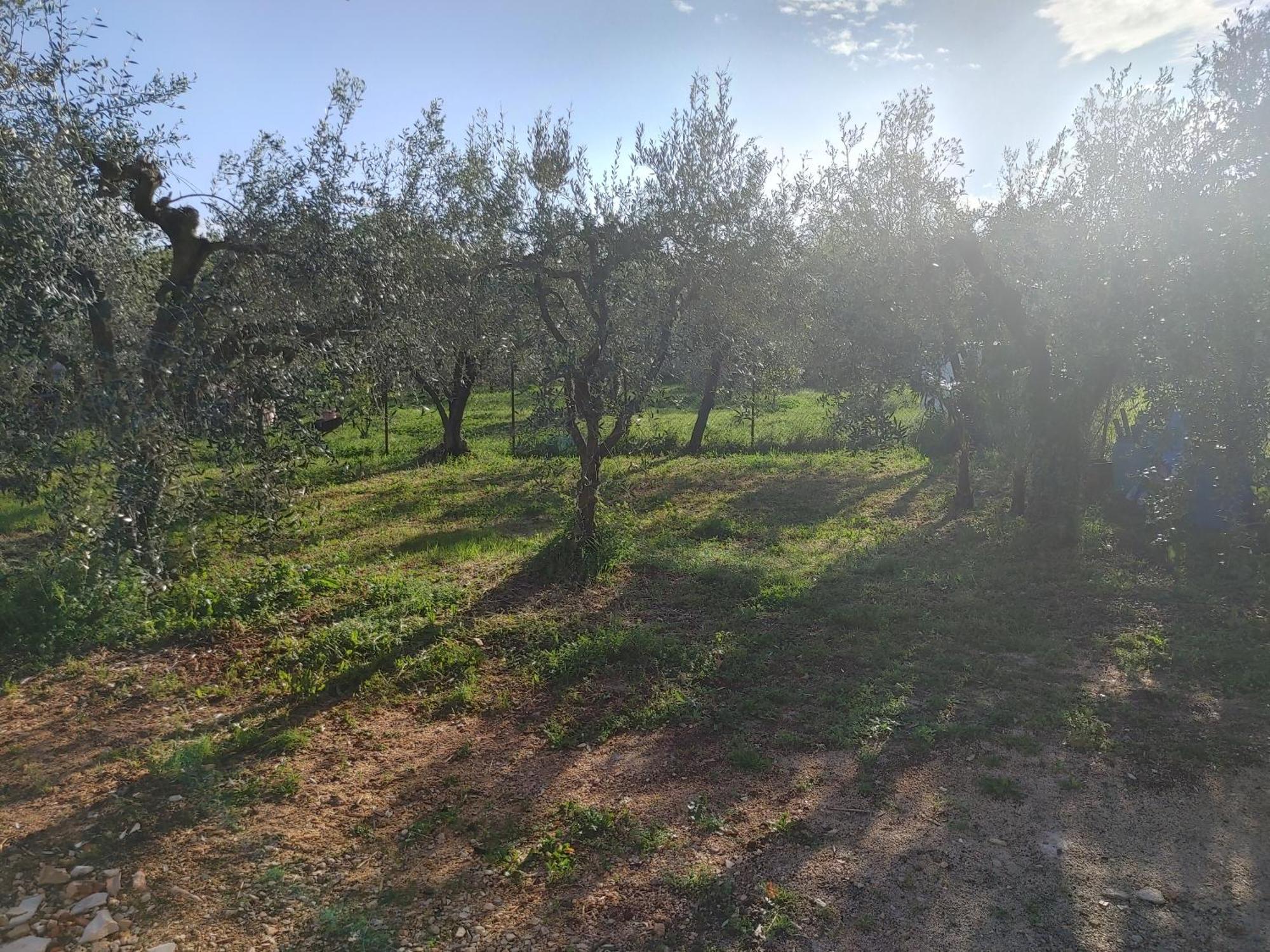 Cattleya Lägenhet Novigrad Istria Exteriör bild